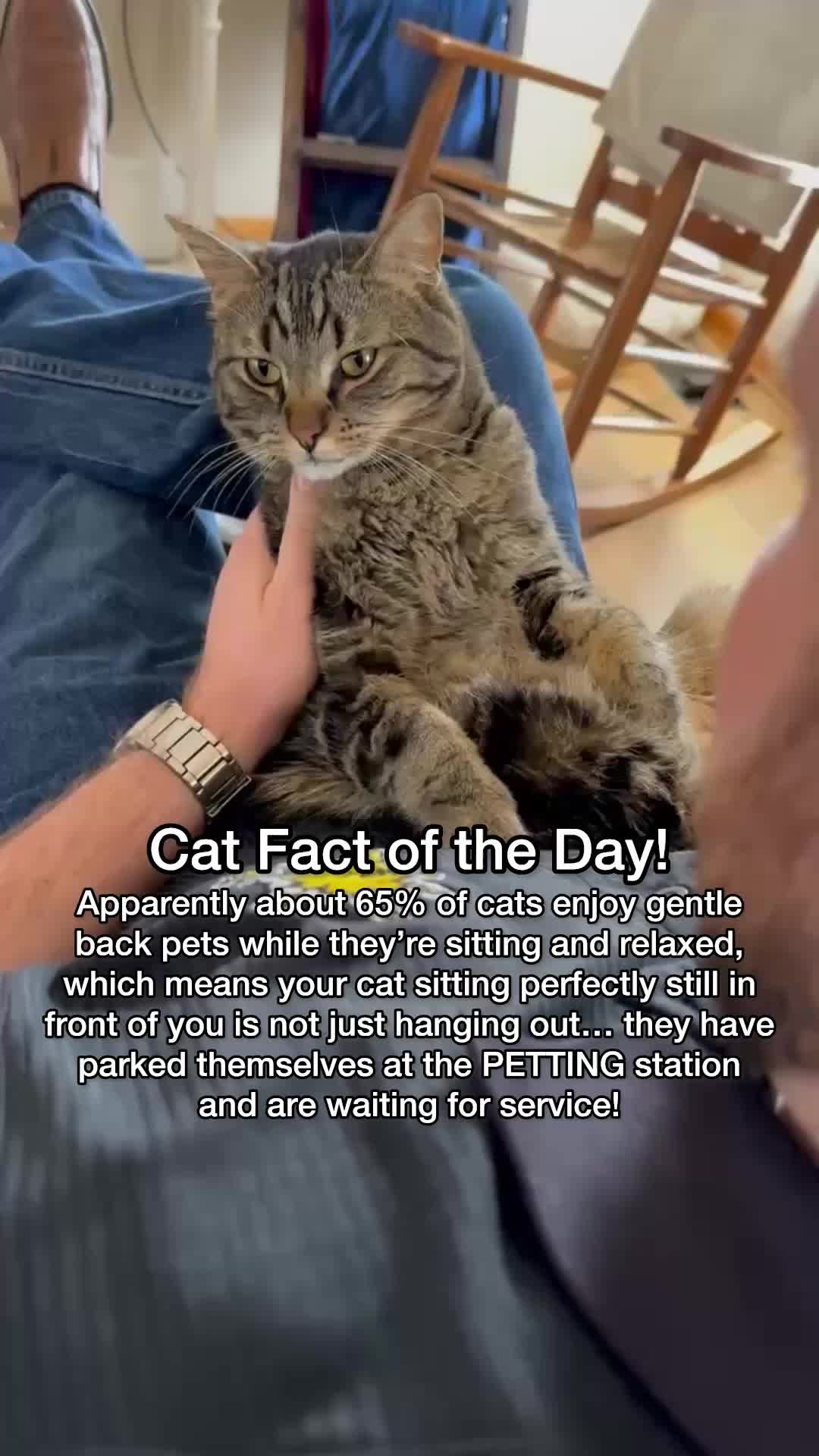 @Chip The Manx