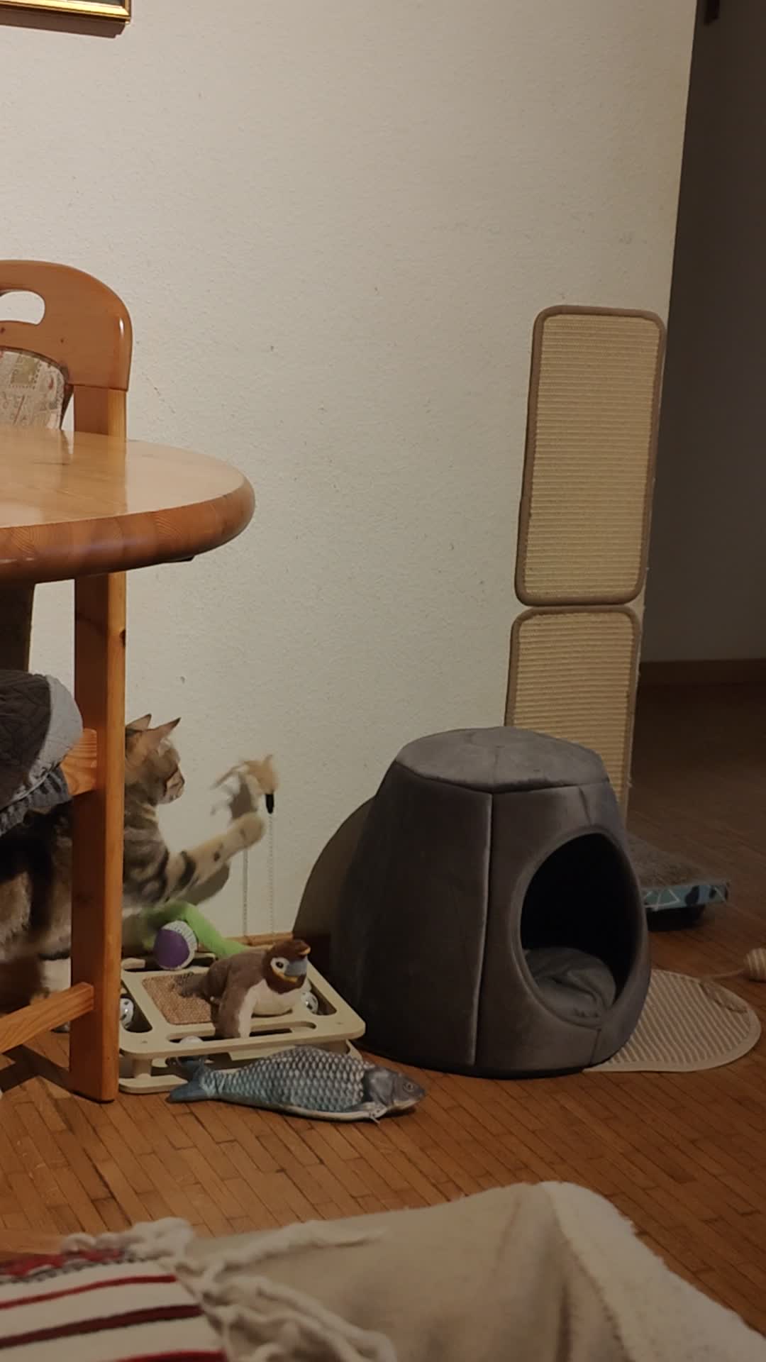 @S&uuml;sse Katze🐈