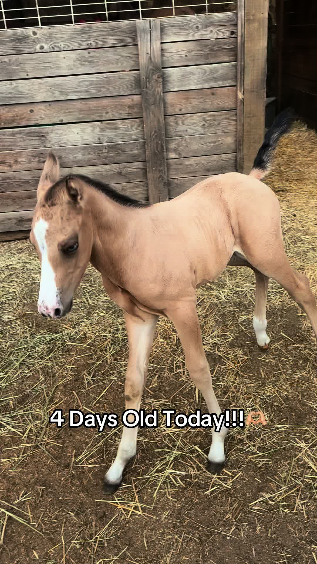 @Cowgirl Tuff Colt Training ❤️