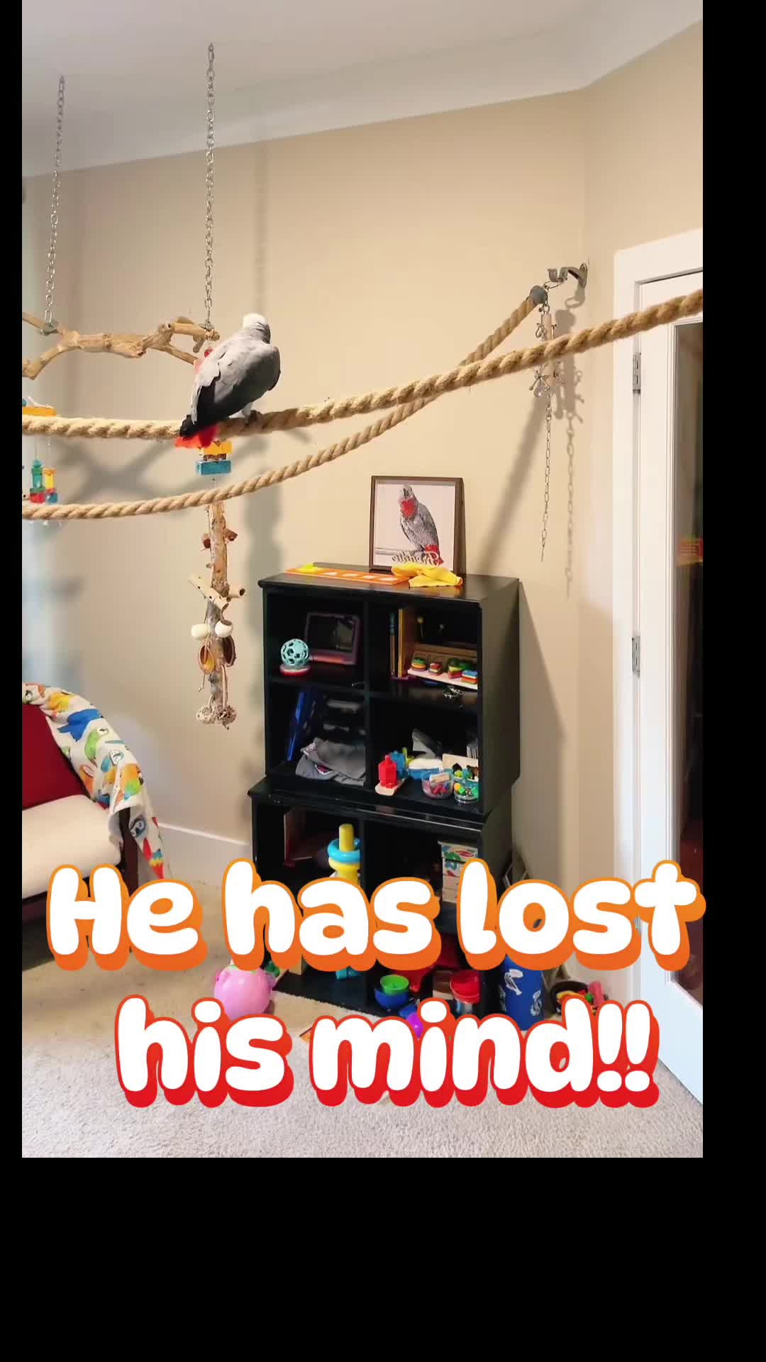 @thehinzoo