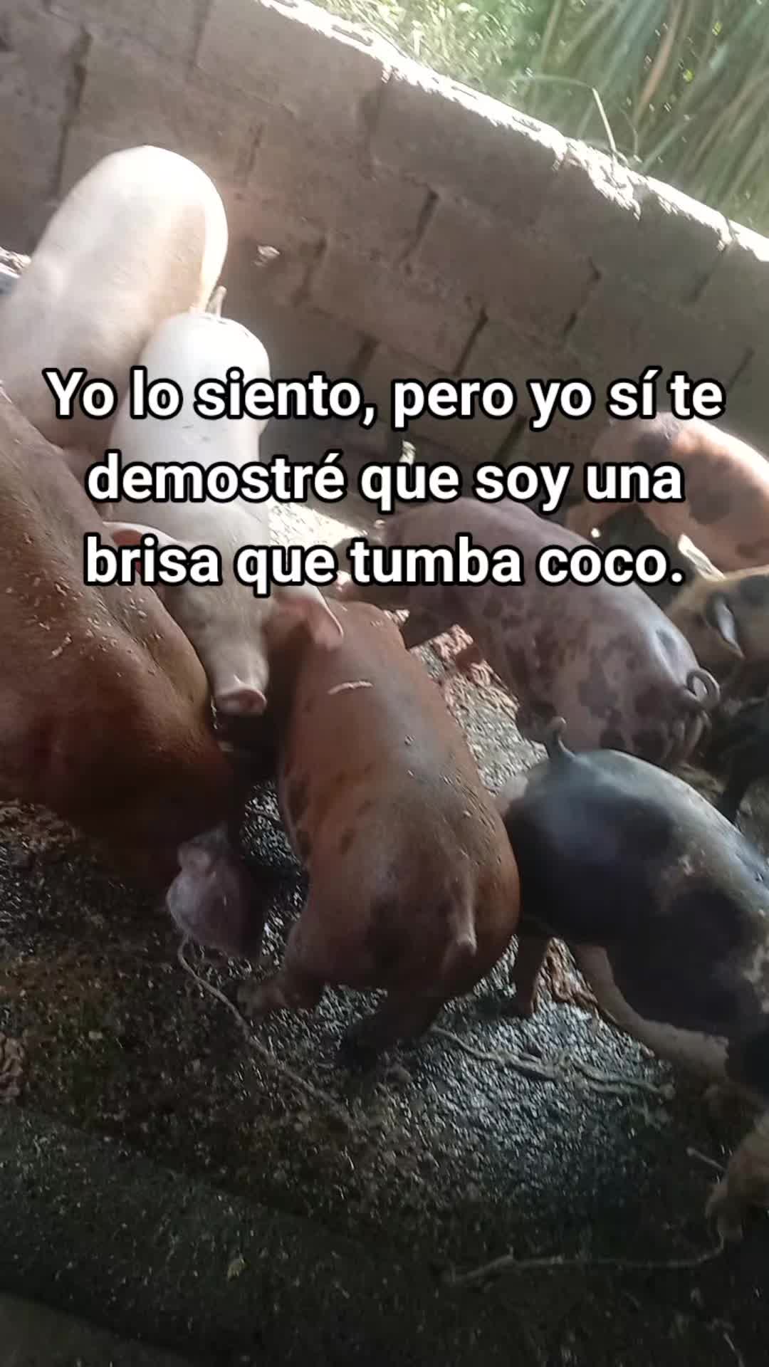 @La cubana Oficial