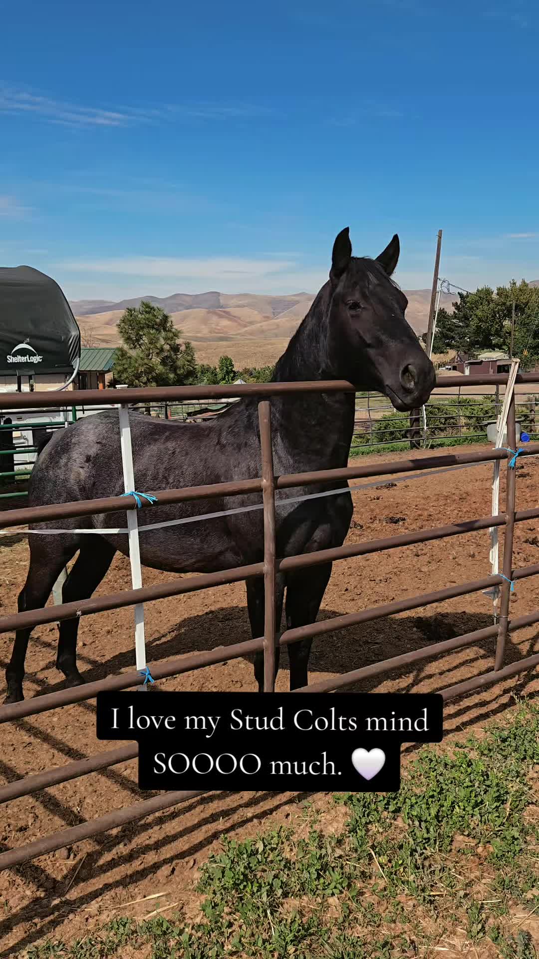 @Cowgirl Tuff Colt Training ❤️