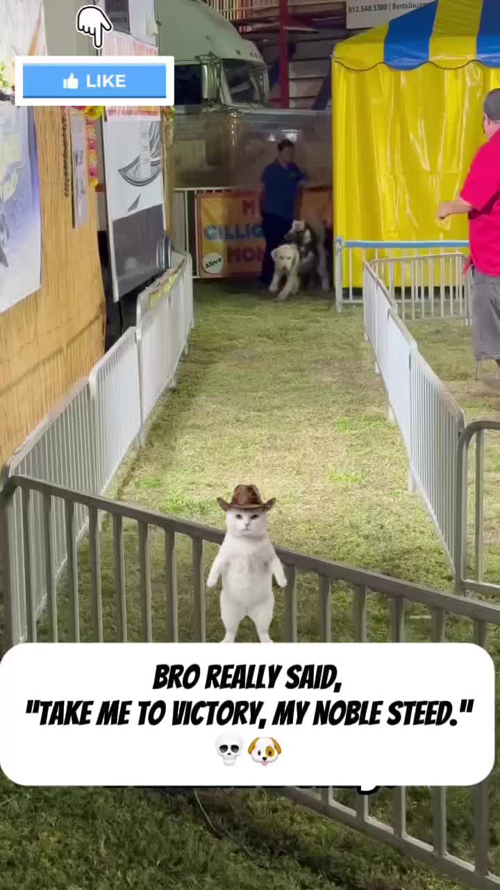 @VEILCLIPZ