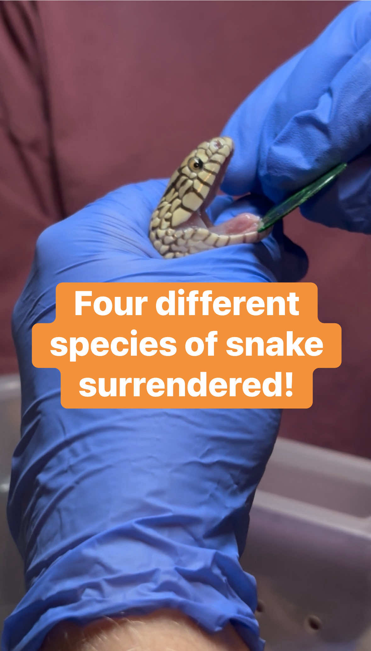 @BeWild Reptile Rescue
