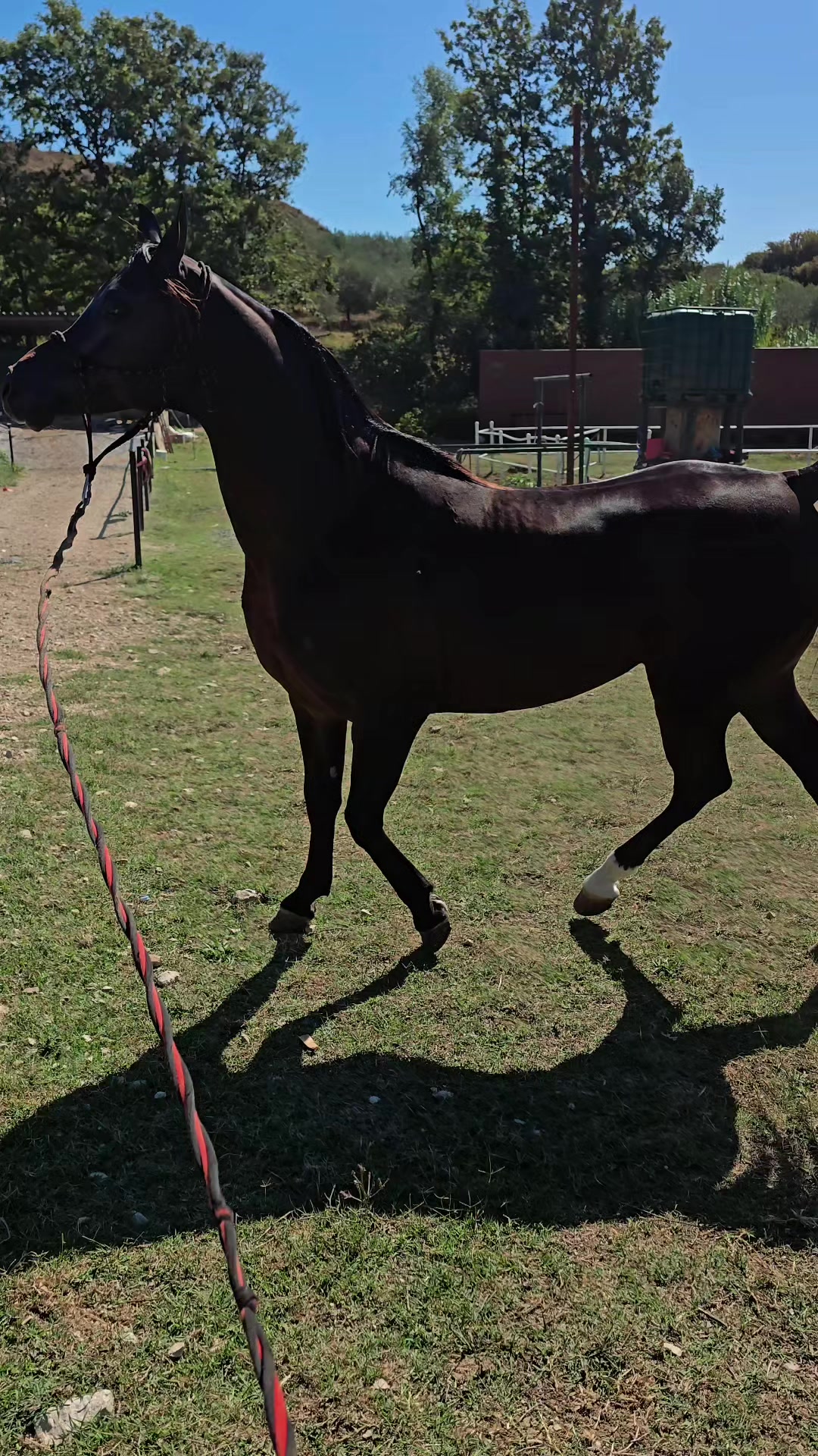 @Horse Training Center Albania