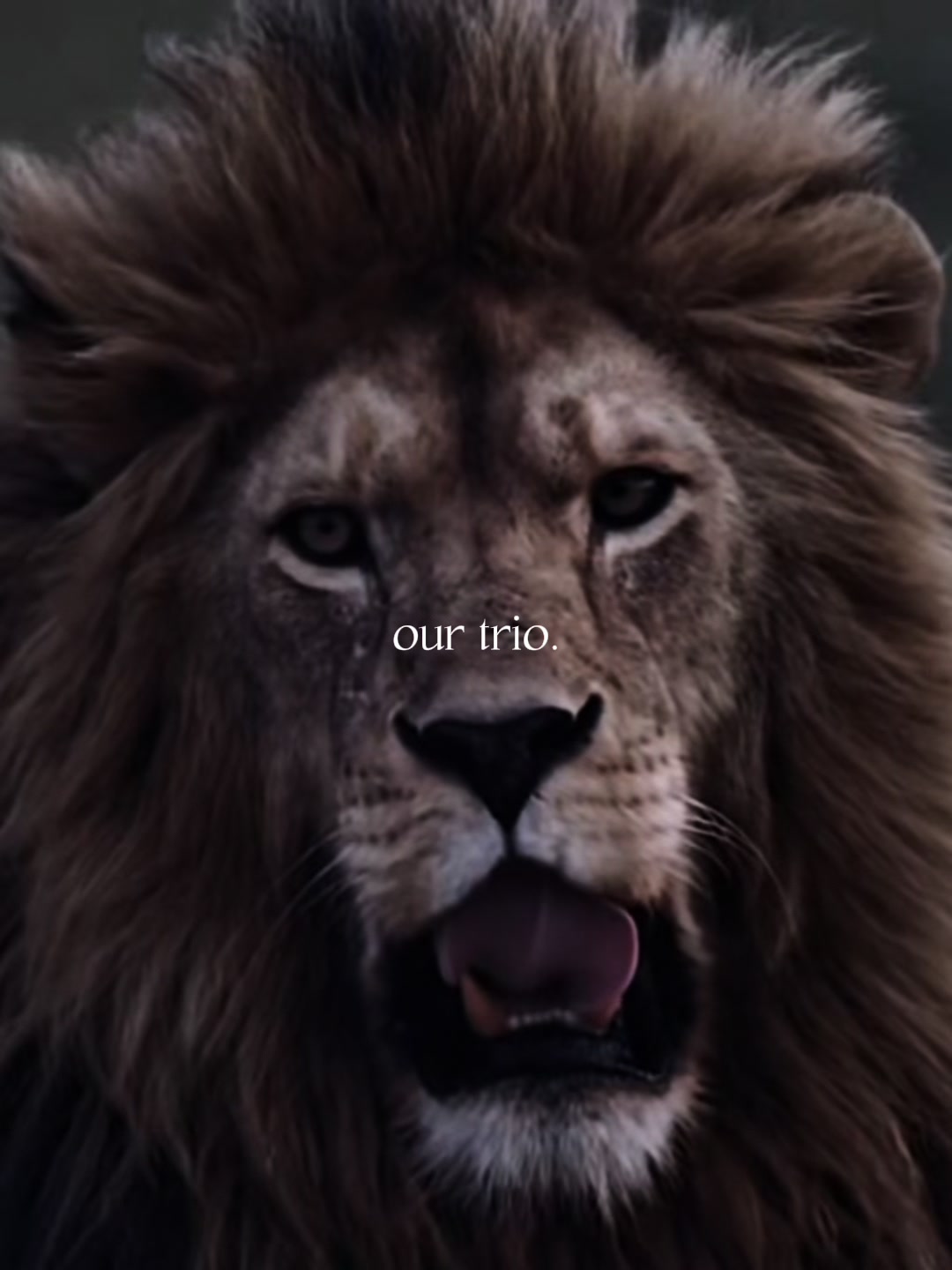 @Nomi sher🦁