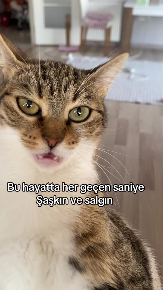 @yudummz_