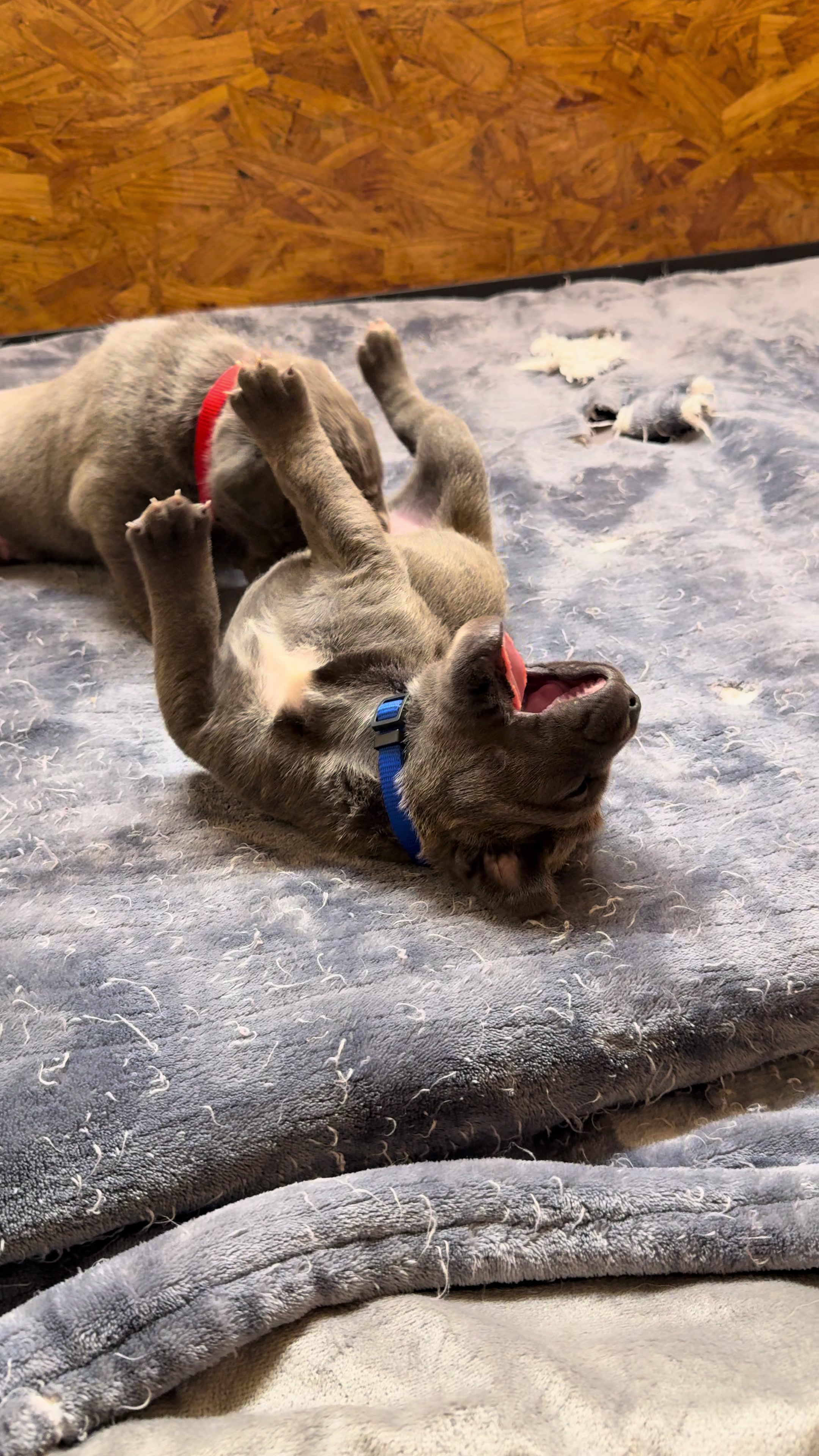 @AandMCaneCorsos