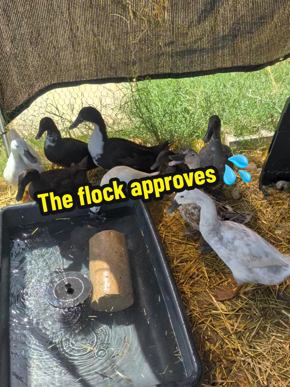 @Peaceful Point Homestead 🦆