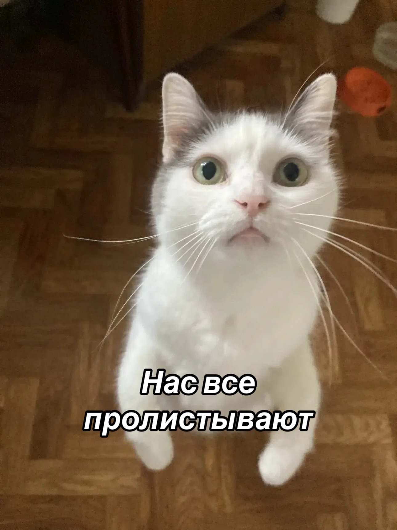 @Приют для животных Потеряшка