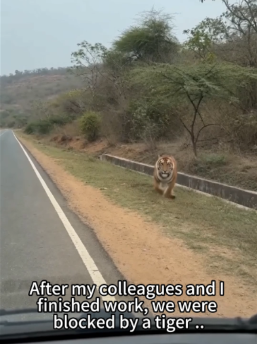@PawsUnited