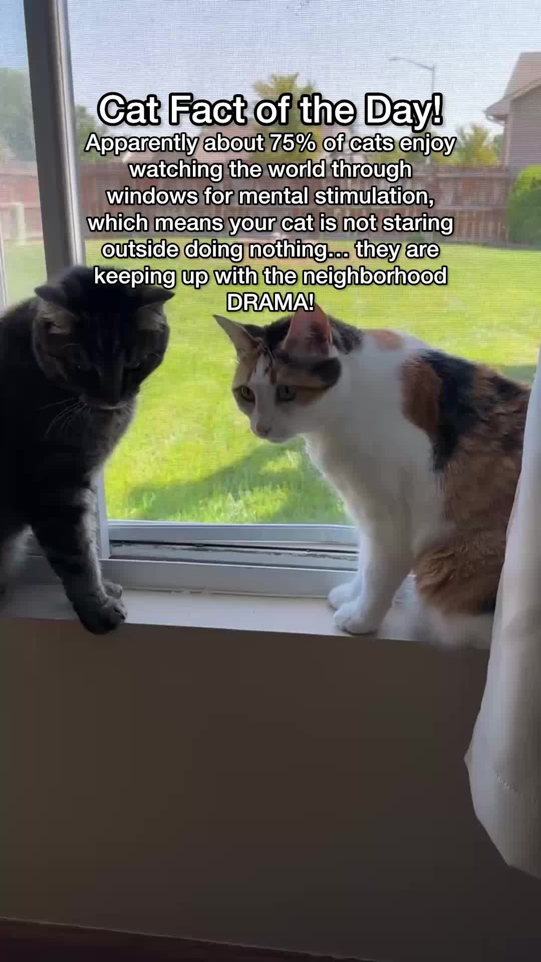 @Chip The Manx