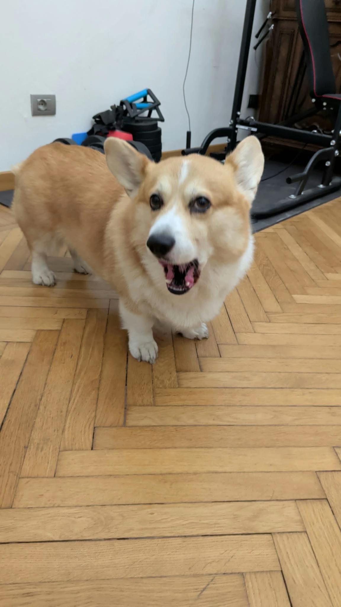 @Cheddar the Corgi