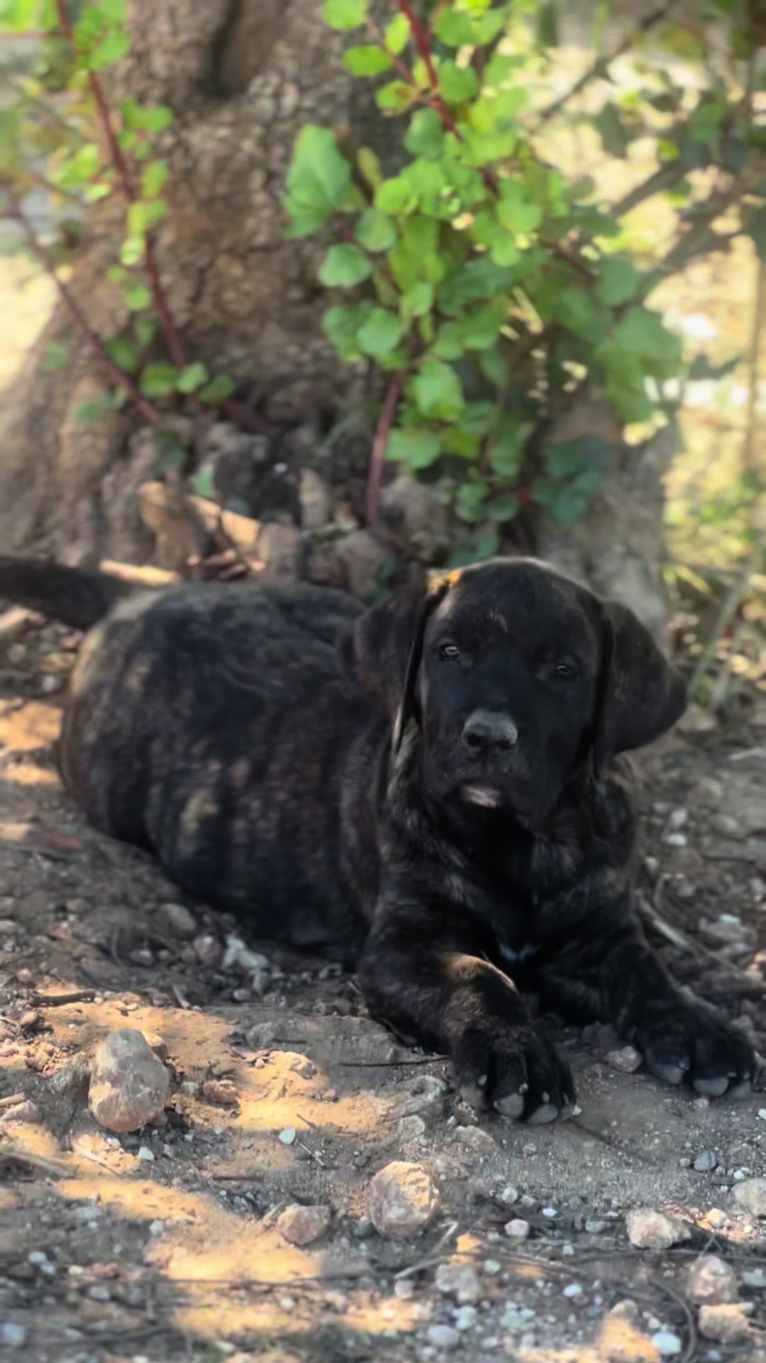 @Presacanario_bulldogfrances