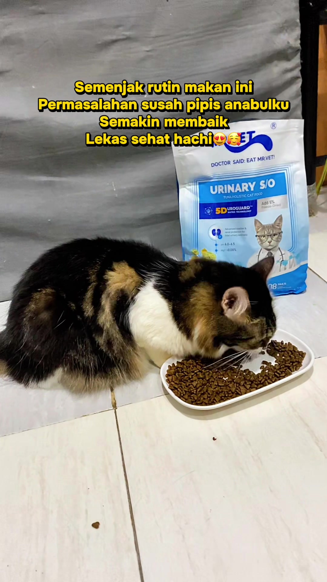 @Hachi Family