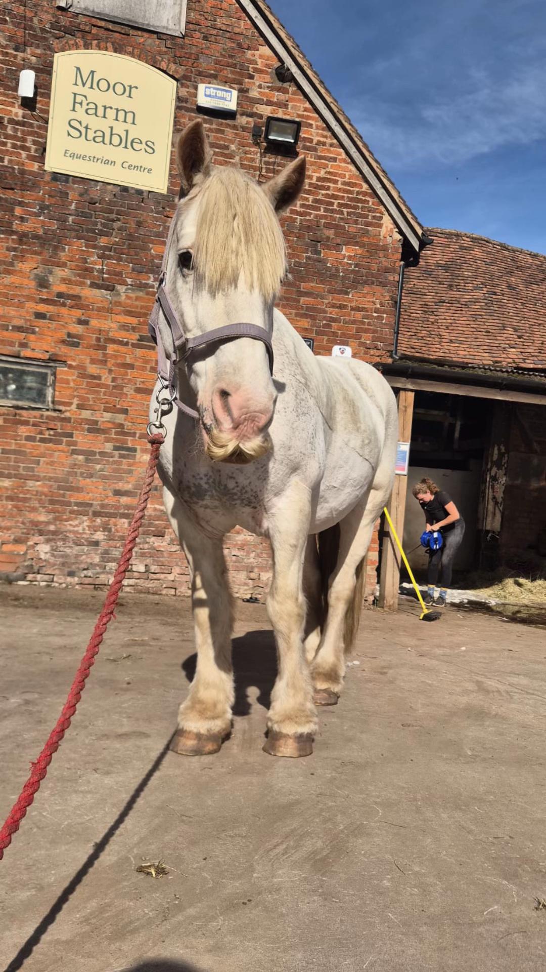 @Moor Farm Stables