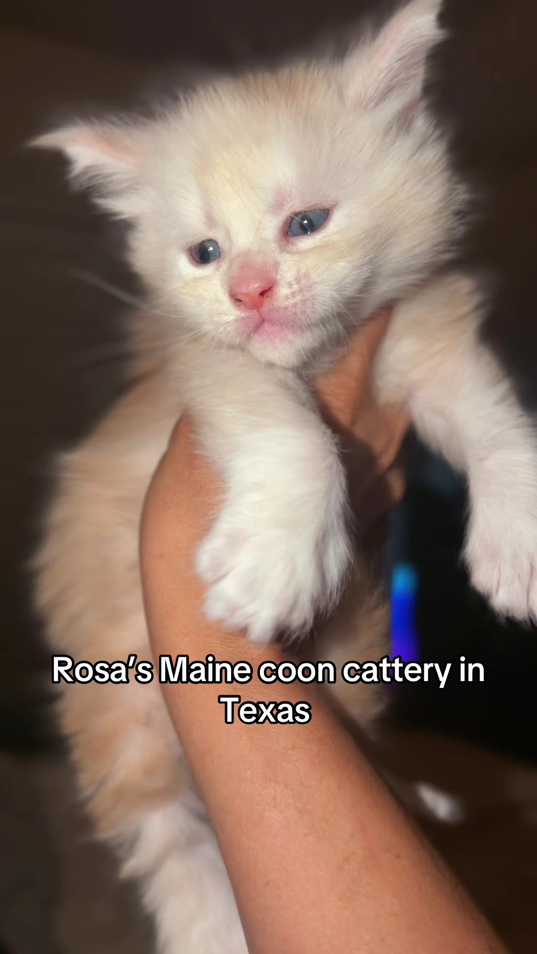 @Rosa&rsquo;s maine coon in Texas🧛