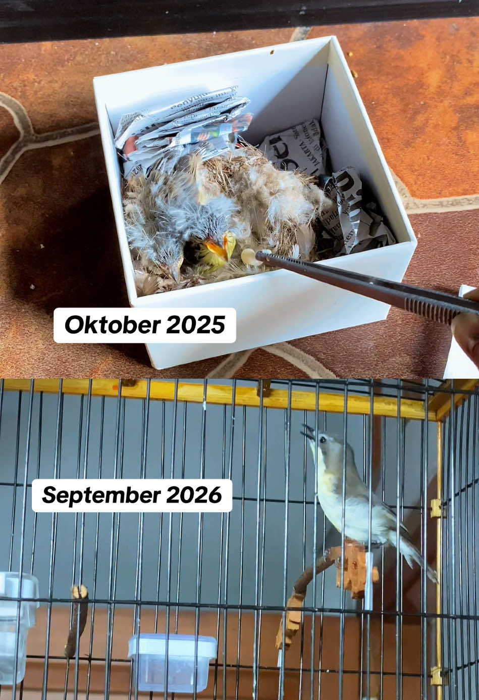 @GeDang Manuk