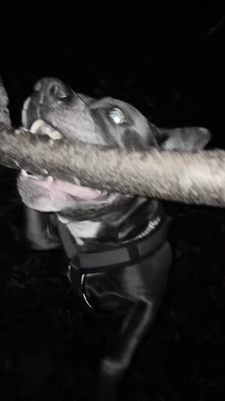@S 1 N 0🦖