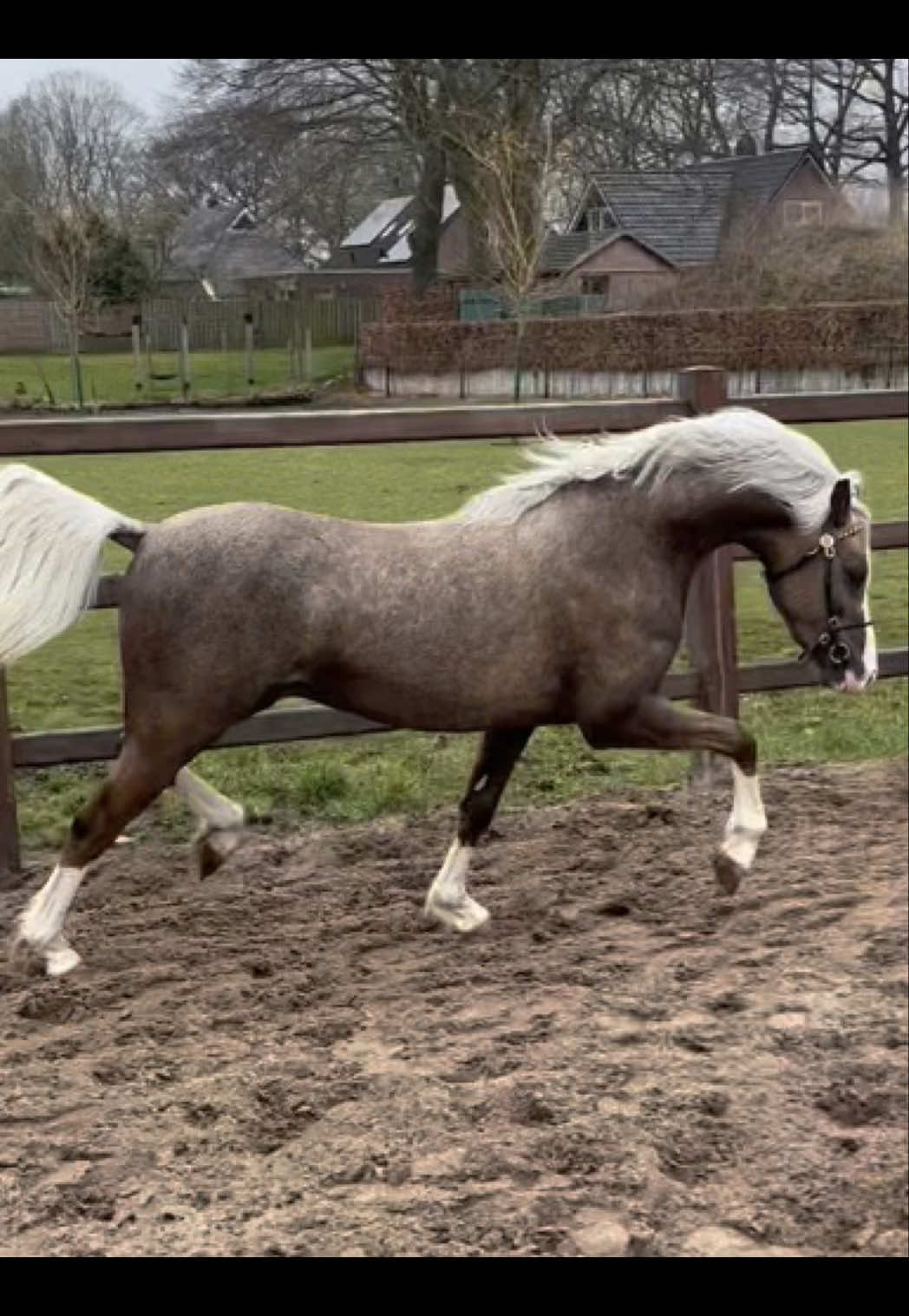 @Anais Super Pony&rsquo;s