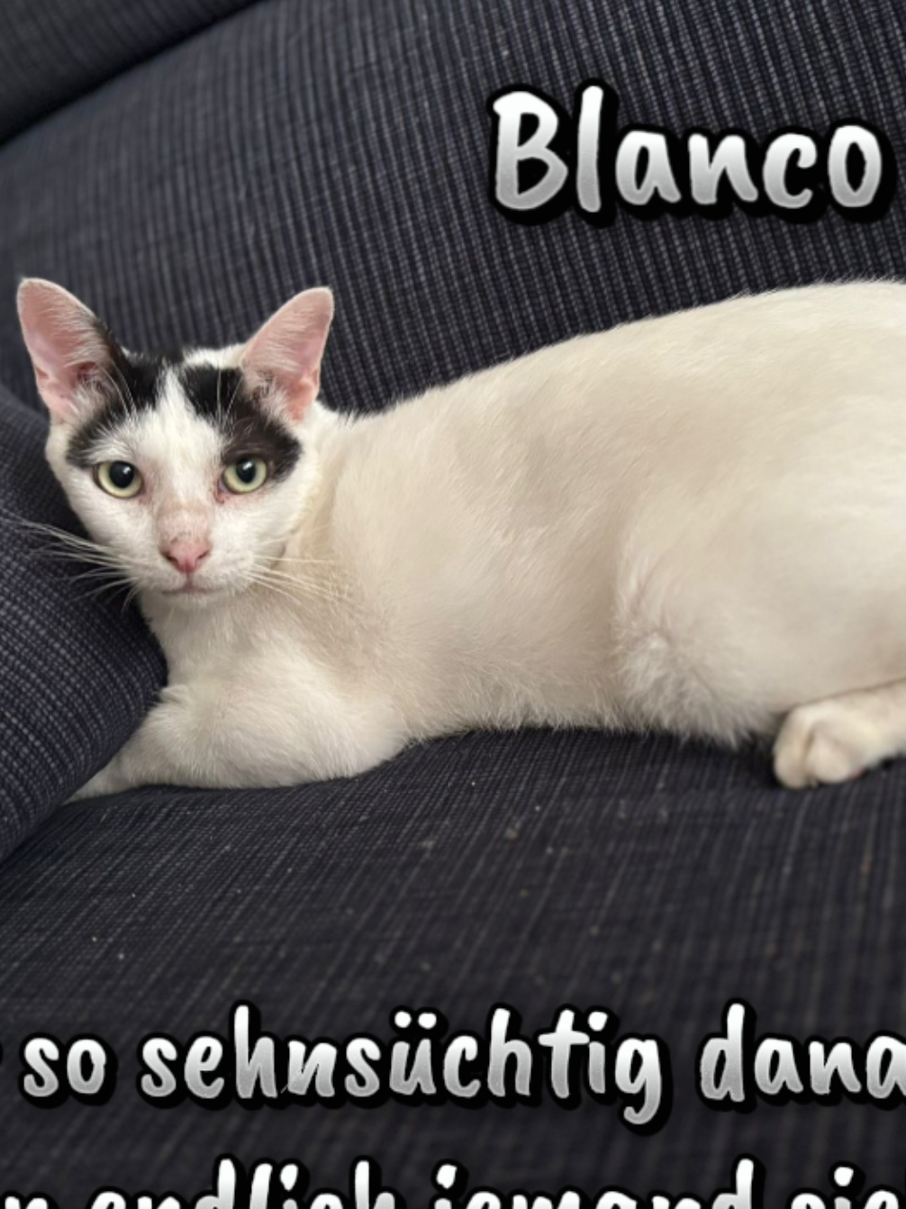 @Katzenblicke e.V.