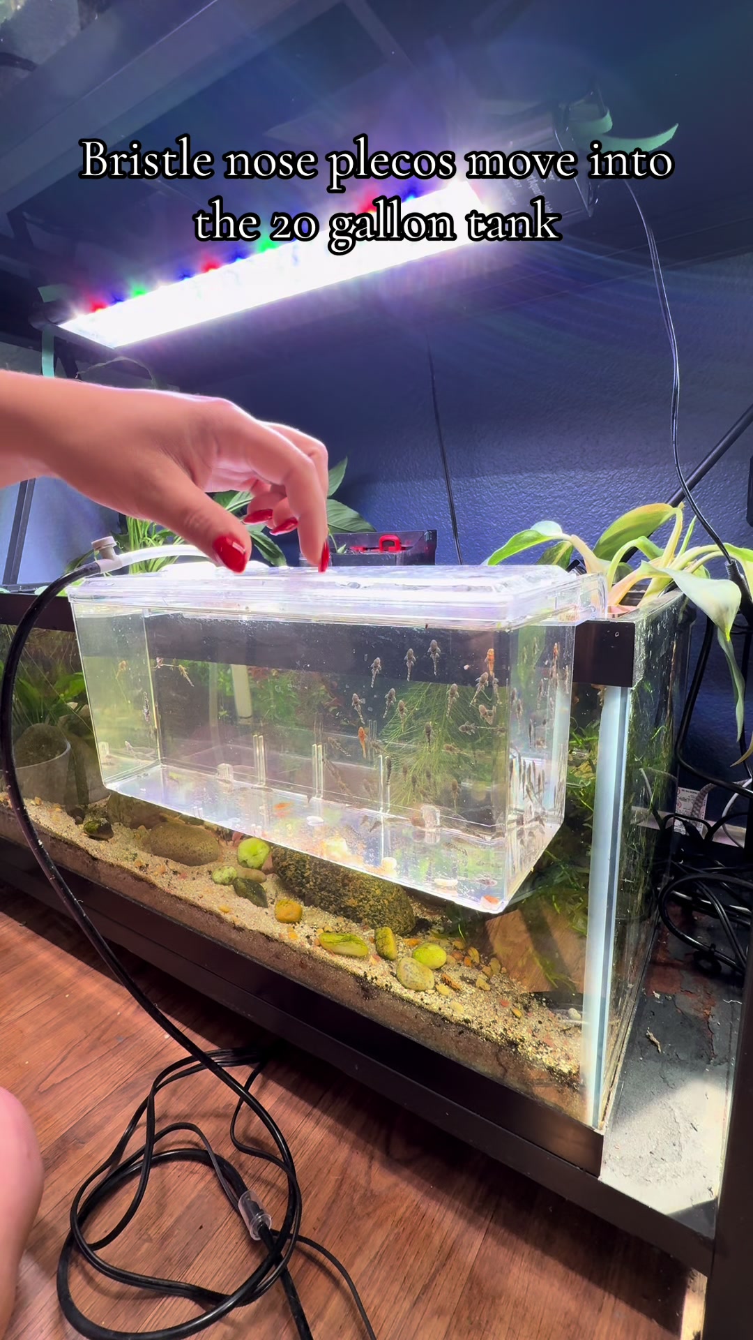 @dannys_fish_and_plants