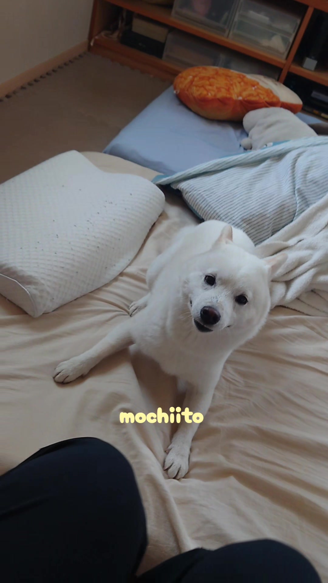 @Mochimaru