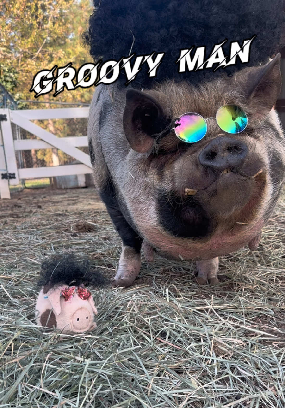 @thewinstonthepig