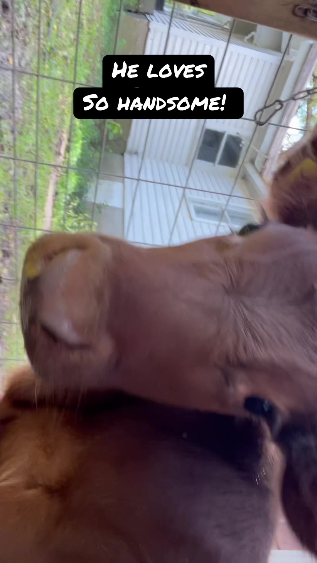 @Kitzman&rsquo;s Farm Sanctuary