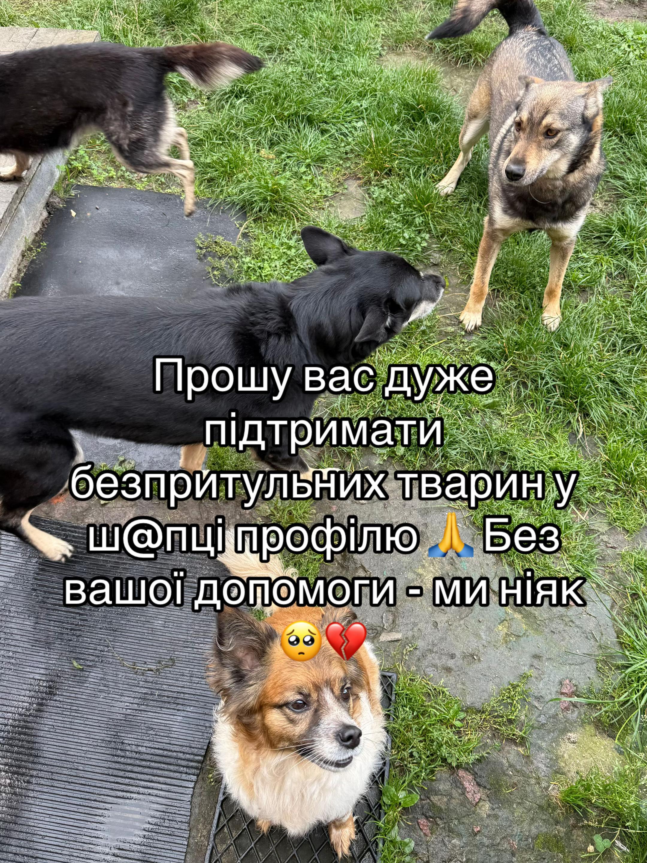 @tanya.help.animal