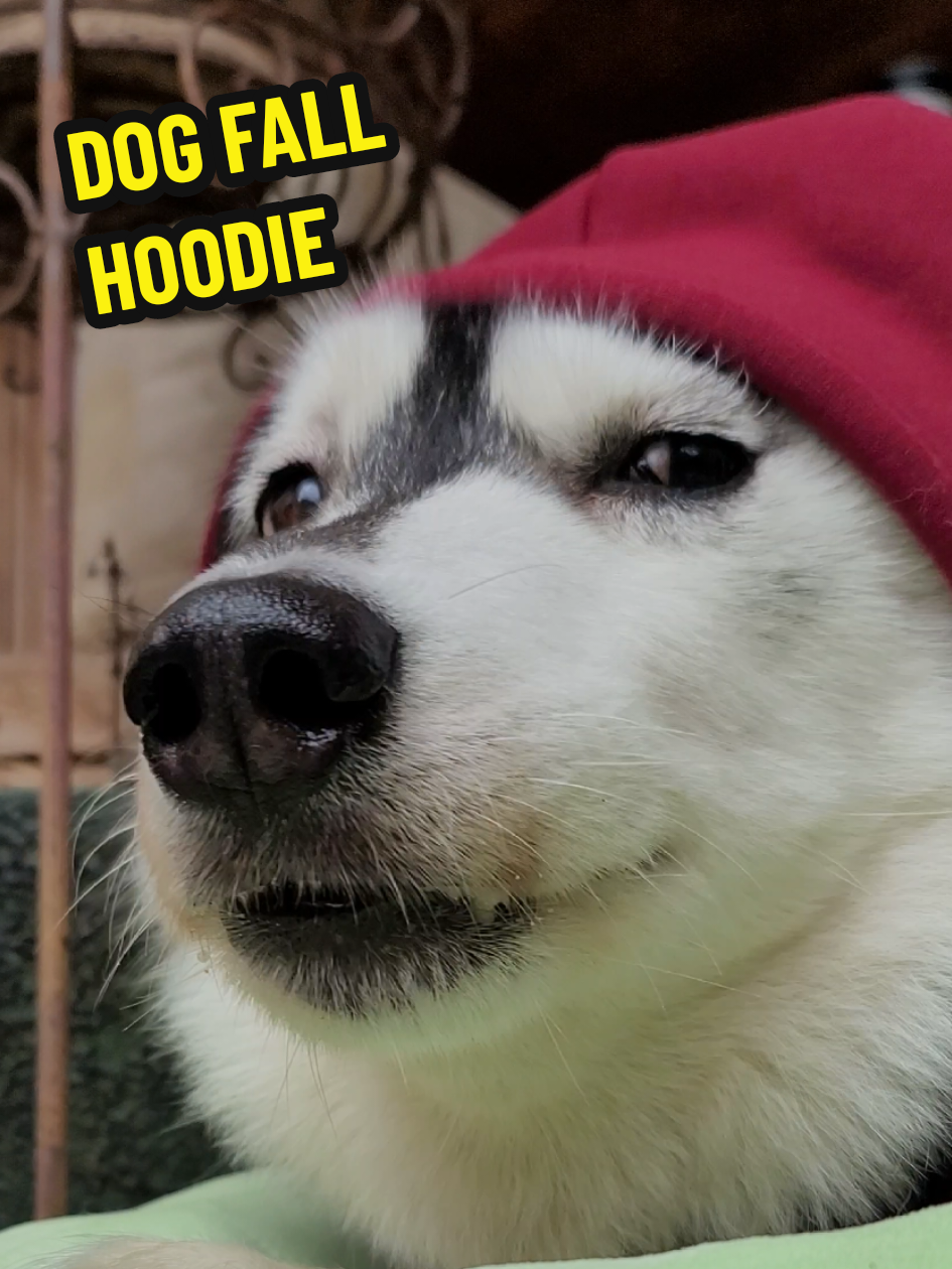 @WILD PET PACK