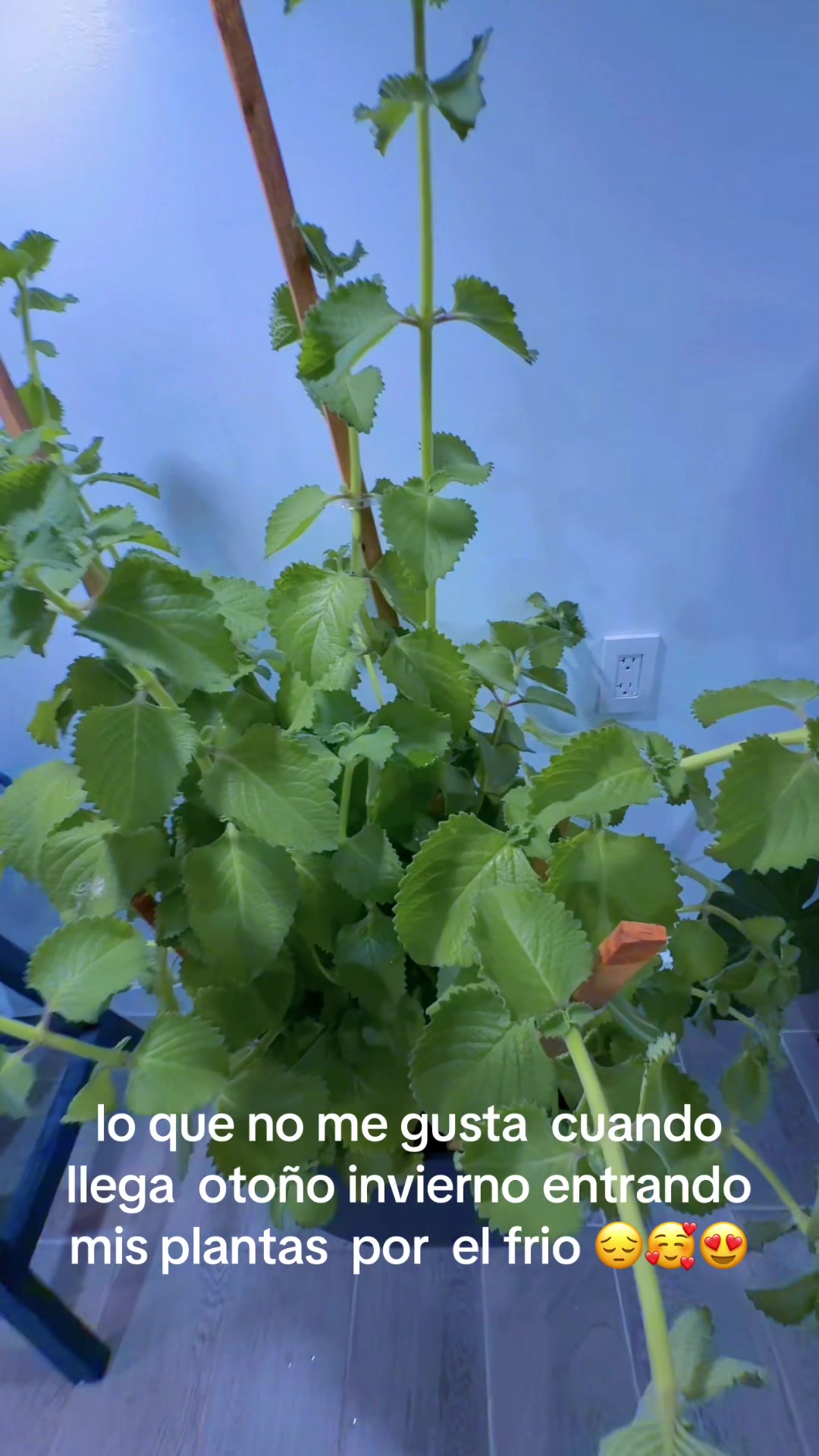 @Margarita Valdez
