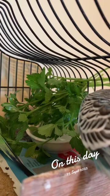 @Blu_the_budgie 🇹🇹