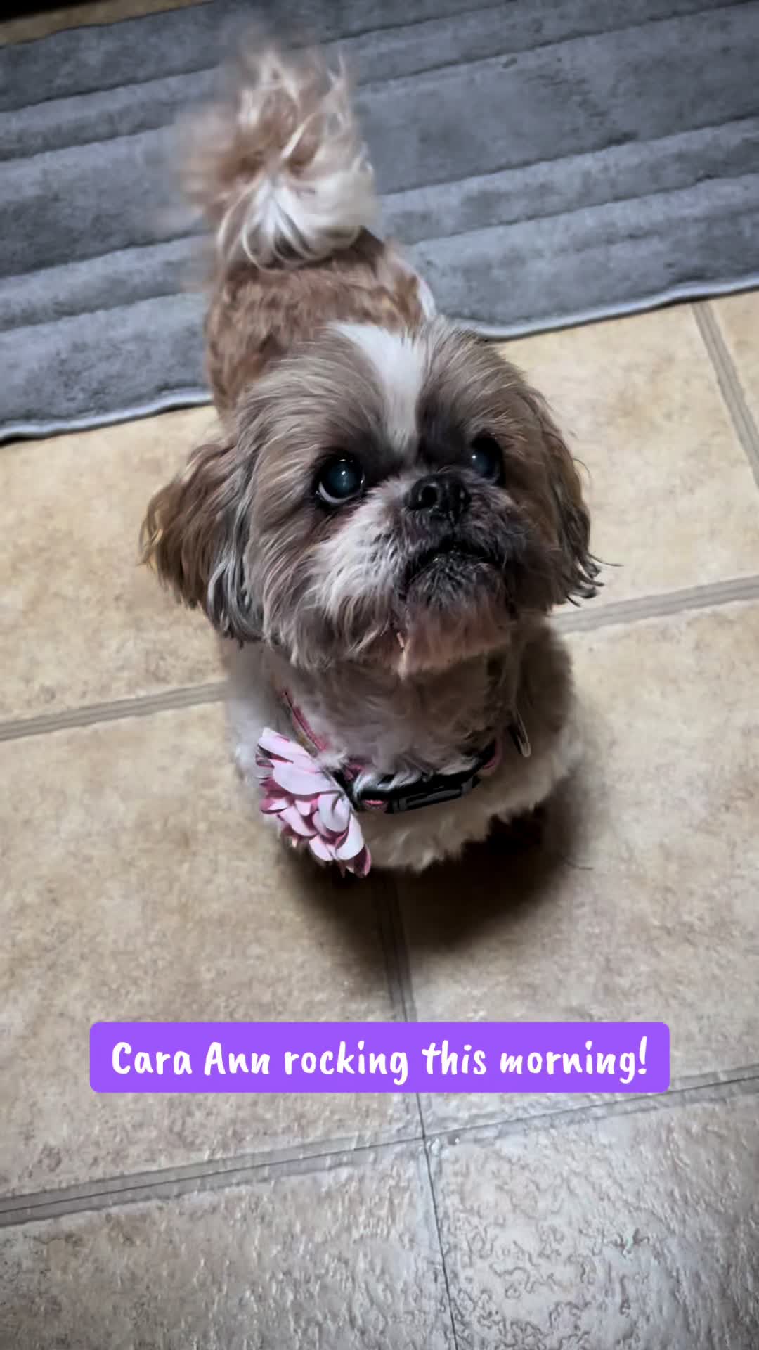 @Dogville | 8 Rescue Dogs 🐾