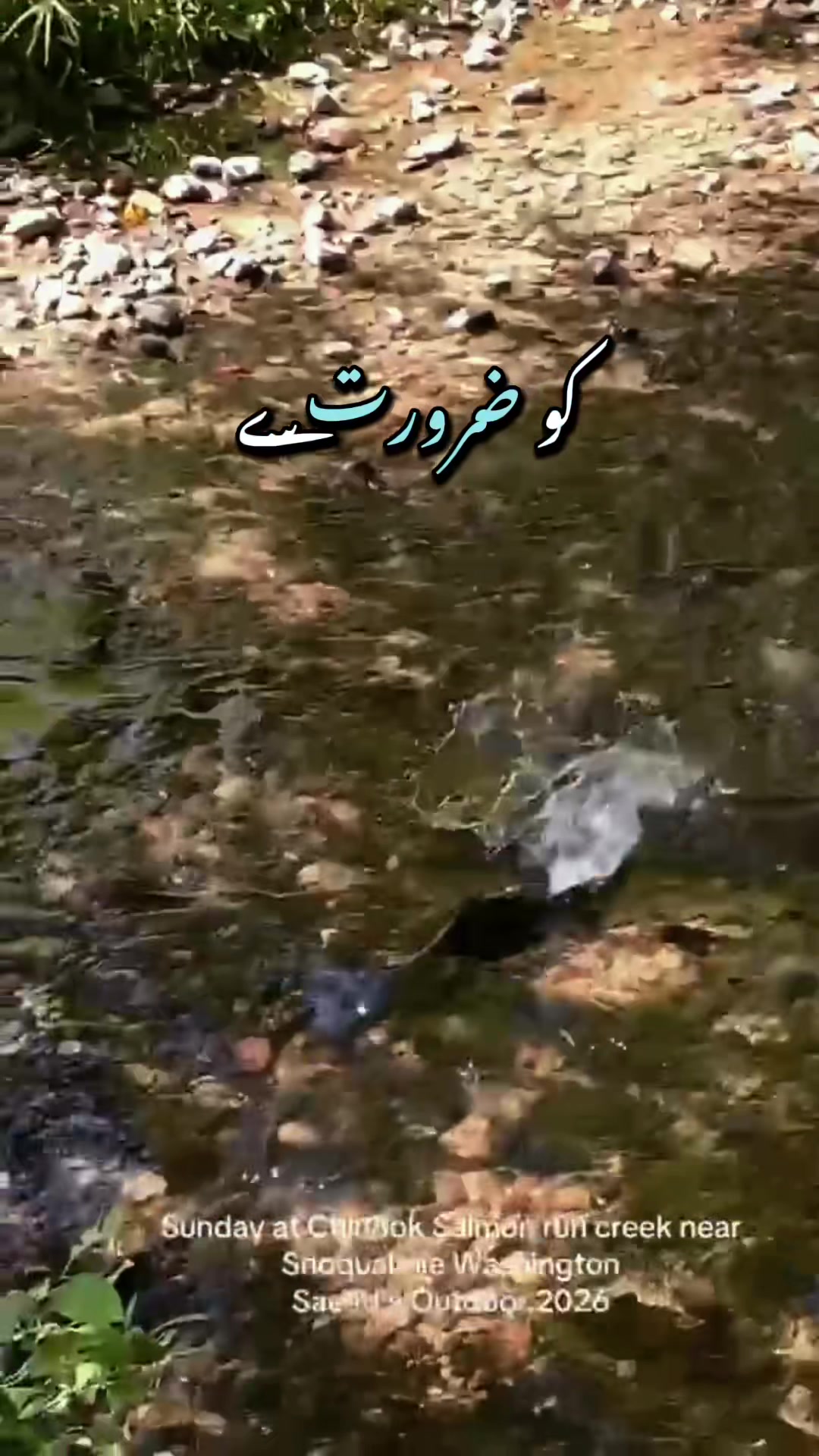 @Syeda-G 007