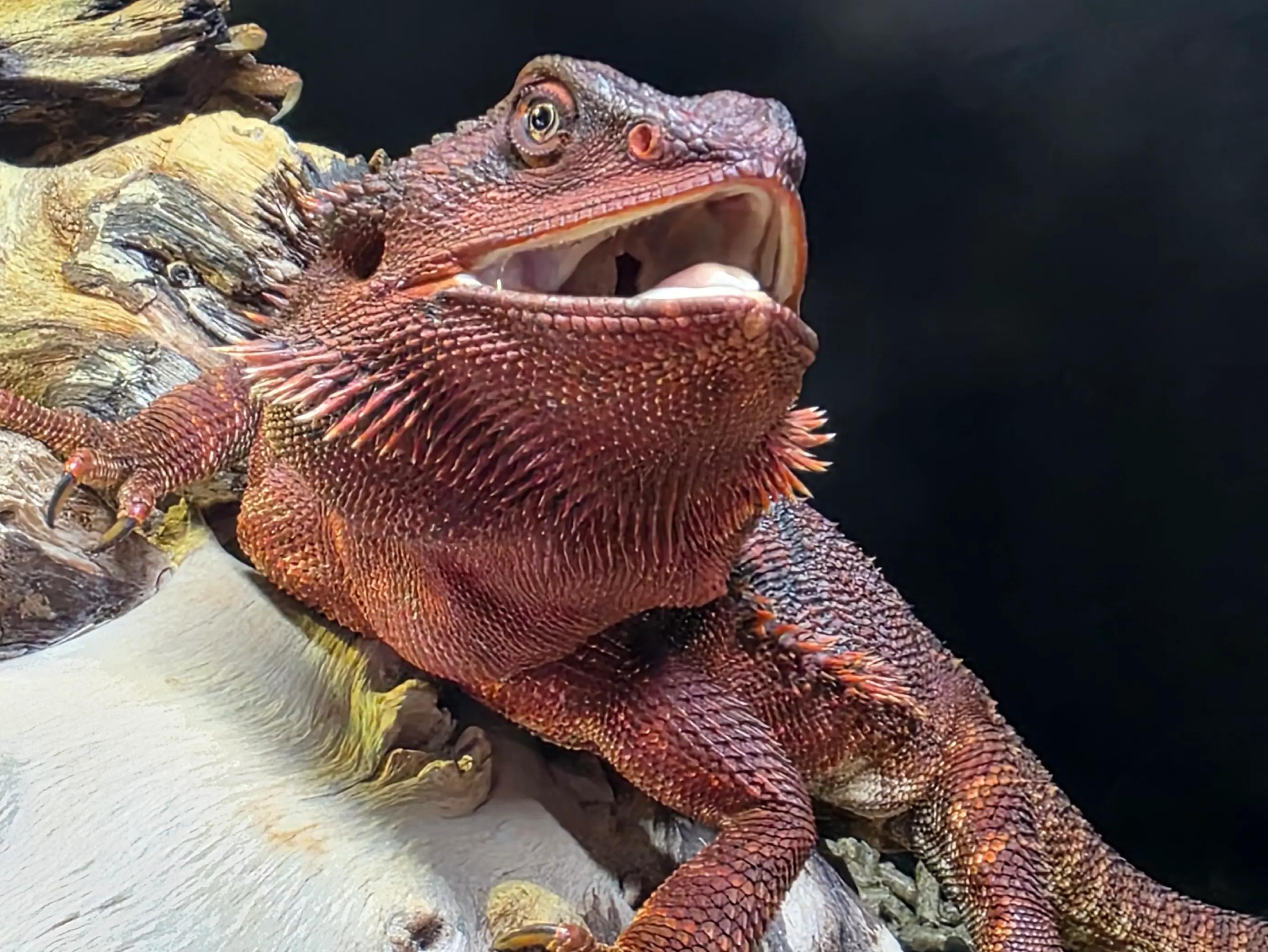 @Roundtabledragons