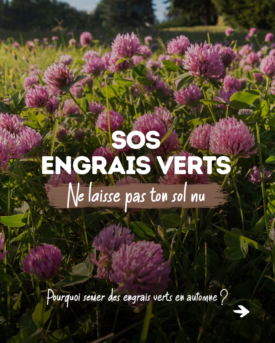 @Goran Le Permaculteur