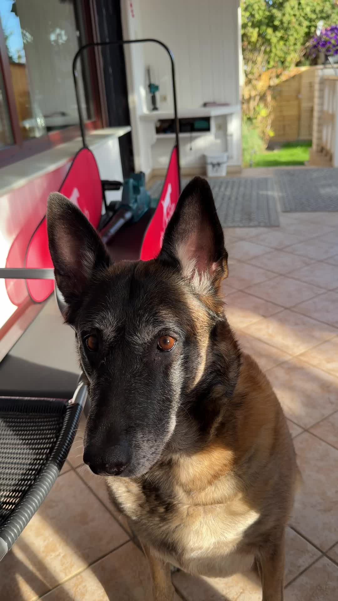 @malinois_und_ich