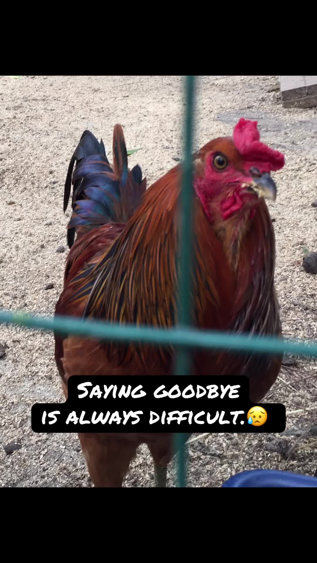 @Kitzman&rsquo;s Farm Sanctuary
