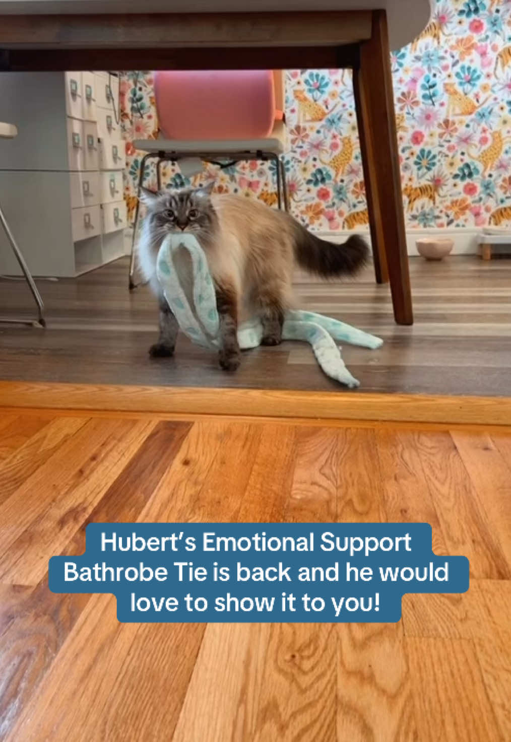 @My Cat Is People 🇨🇦