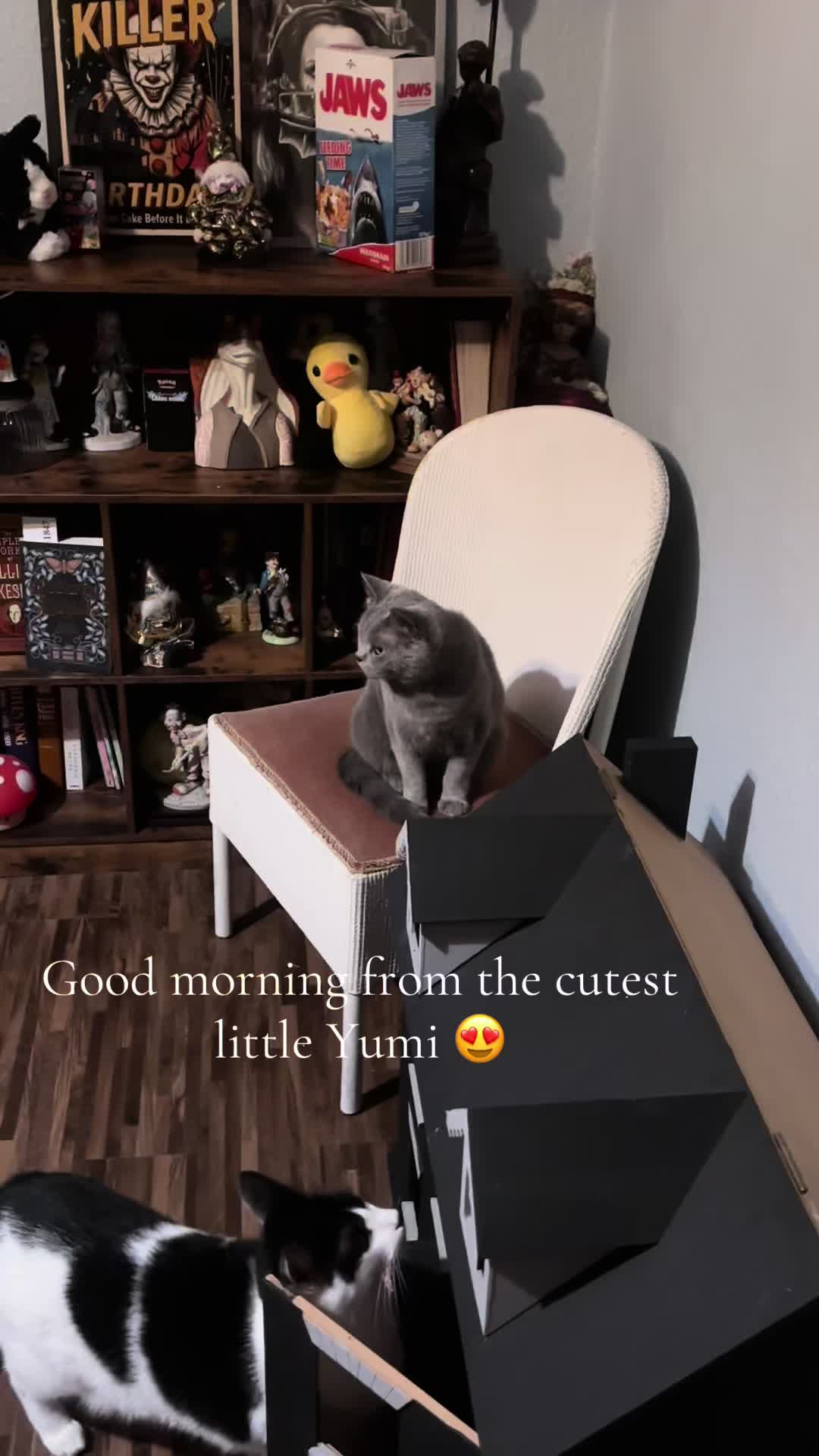 @9 cats and Nicola 🐾🐈🐈&zwj;⬛🐾