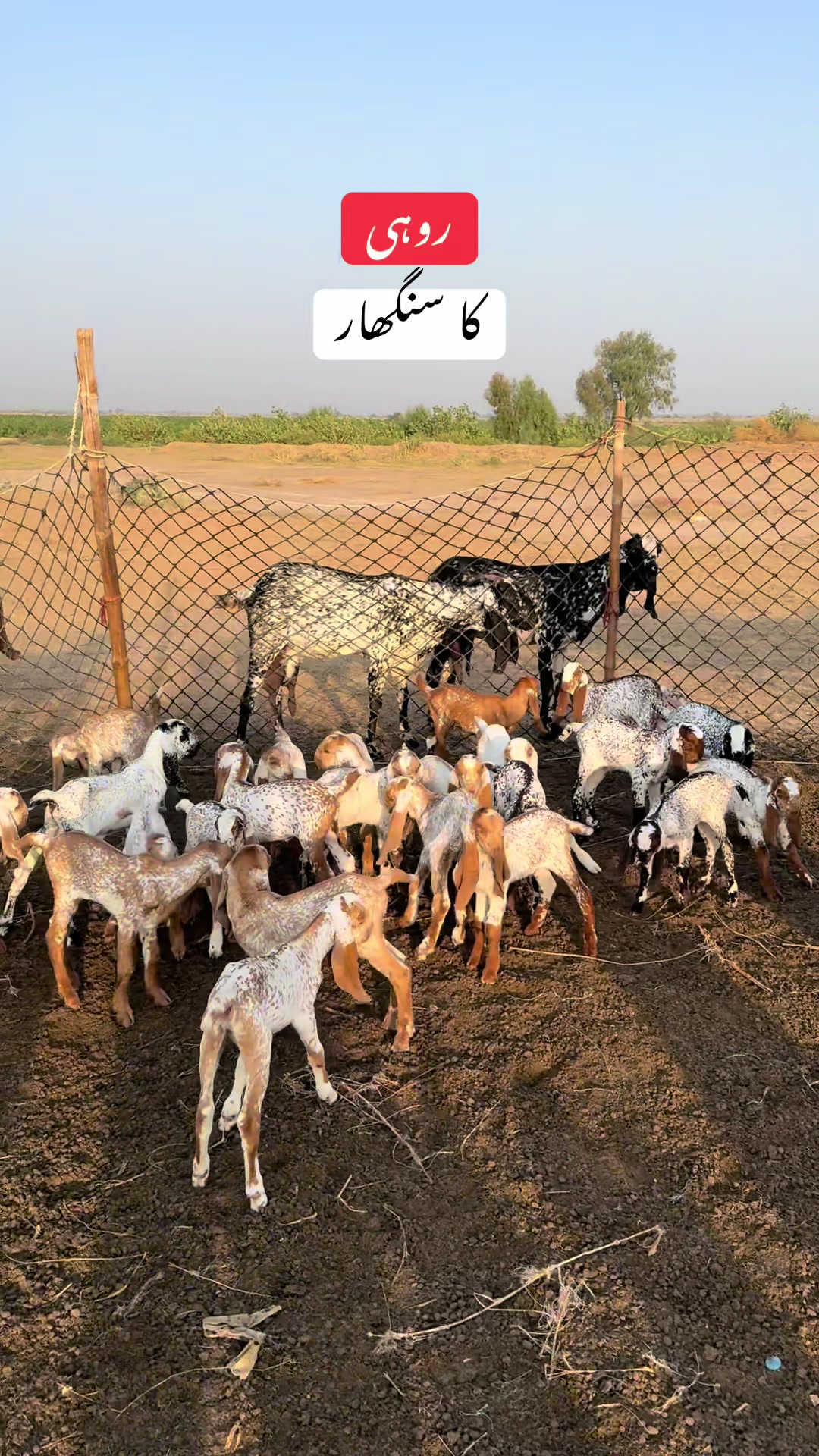 @𝐖𝐀𝐐𝐀𝐒 𝐑𝐎𝐇𝐈 𝐖𝐀𝐋𝐀