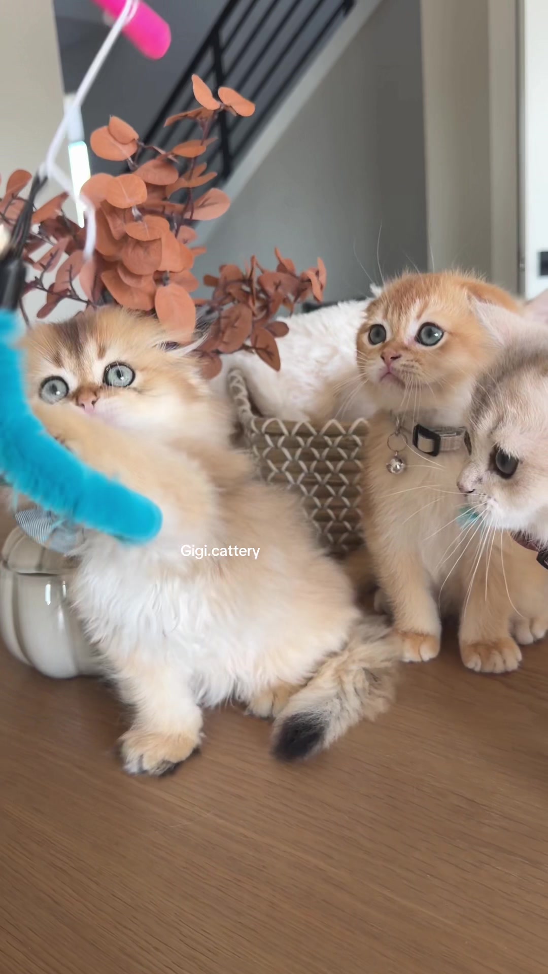 @gigi.cattery