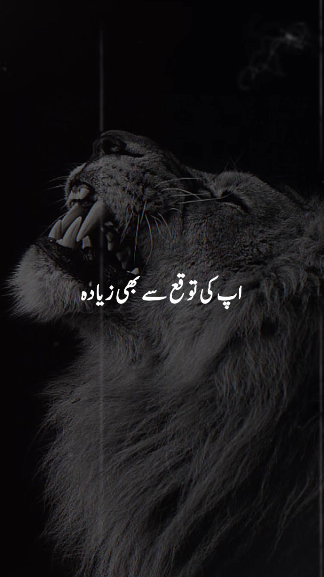 @⚜️𝐋𝐄𝐎𝐍𝐈𝐃𝐀𝐒 ⚜️🇫🇷🇵🇰