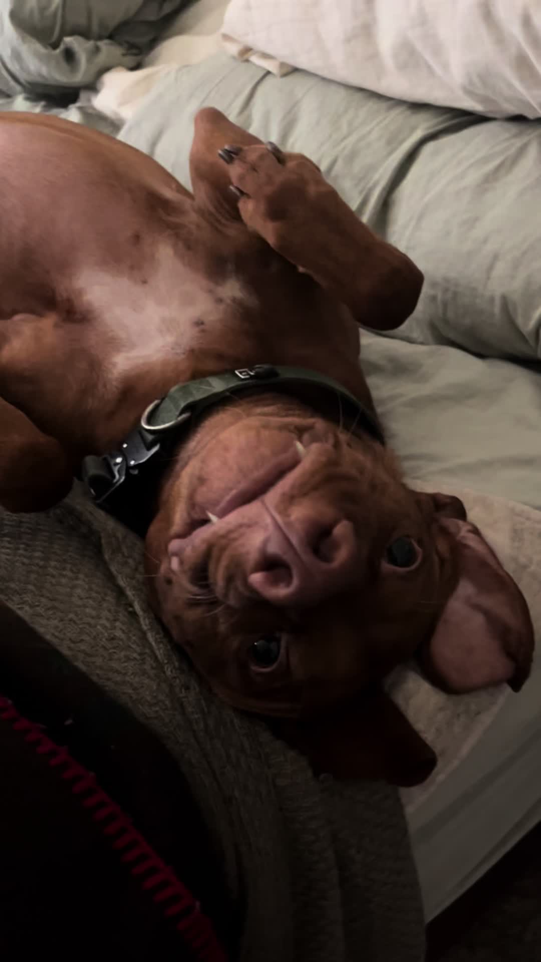 @waylonthevizsla