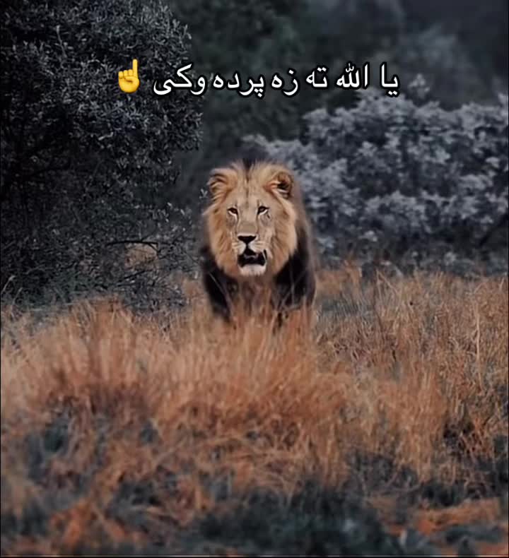 @wi.khan50