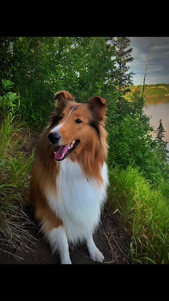 @🦮 EMMA&rsquo;S ADVENTURES 🐾