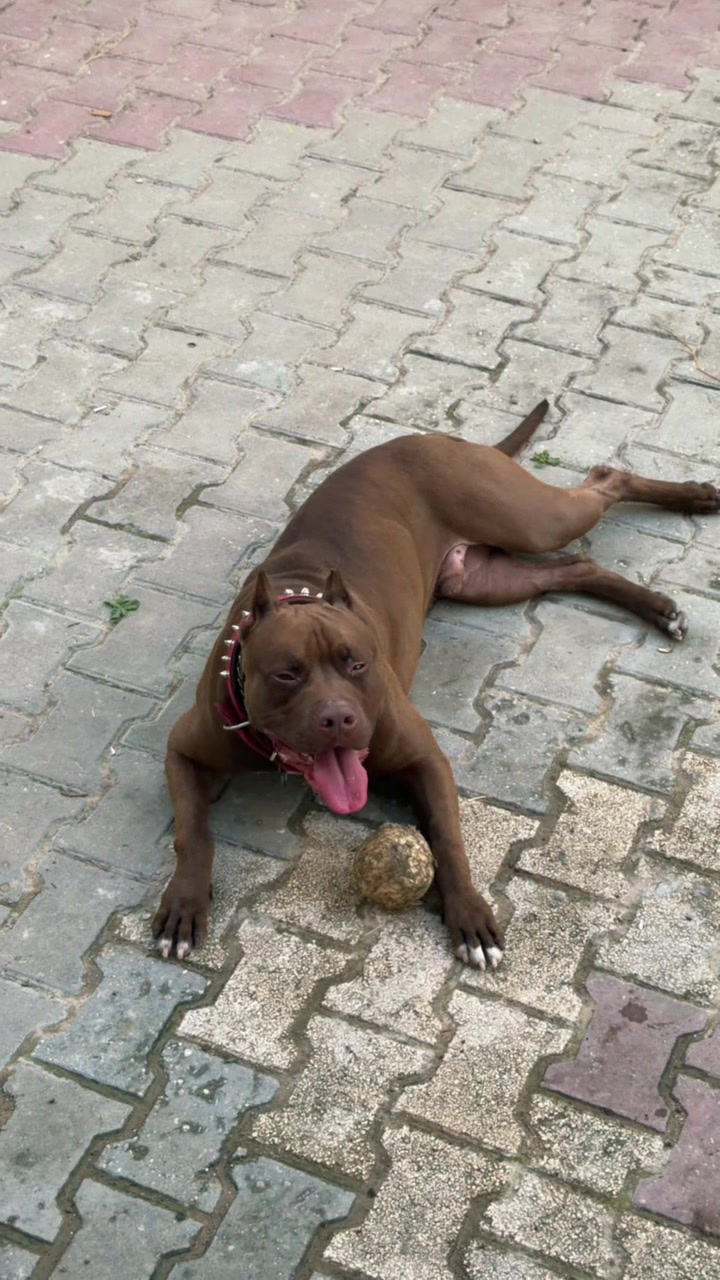 @BARUTBEYY🐶