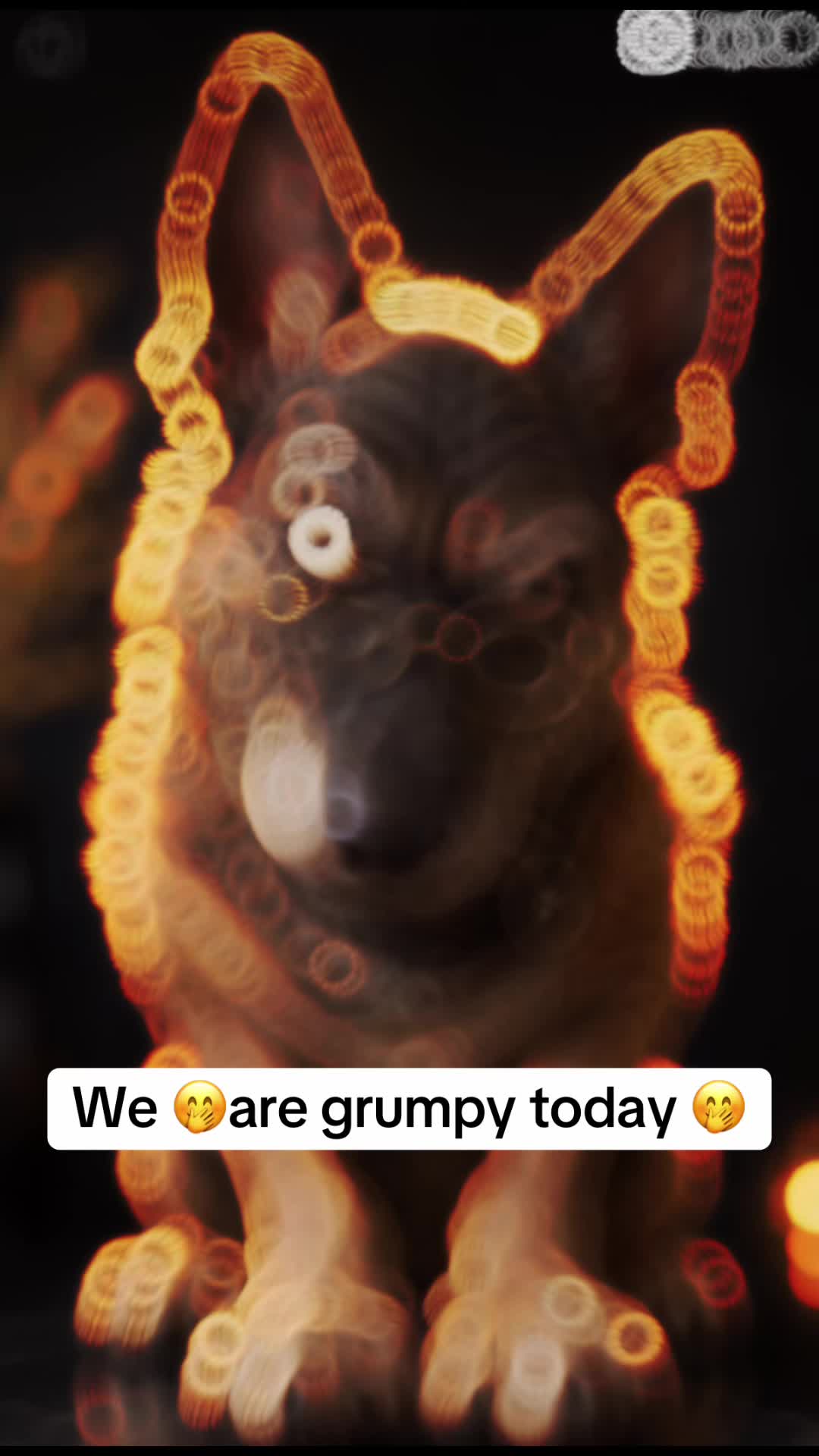 @malinois_und_ich