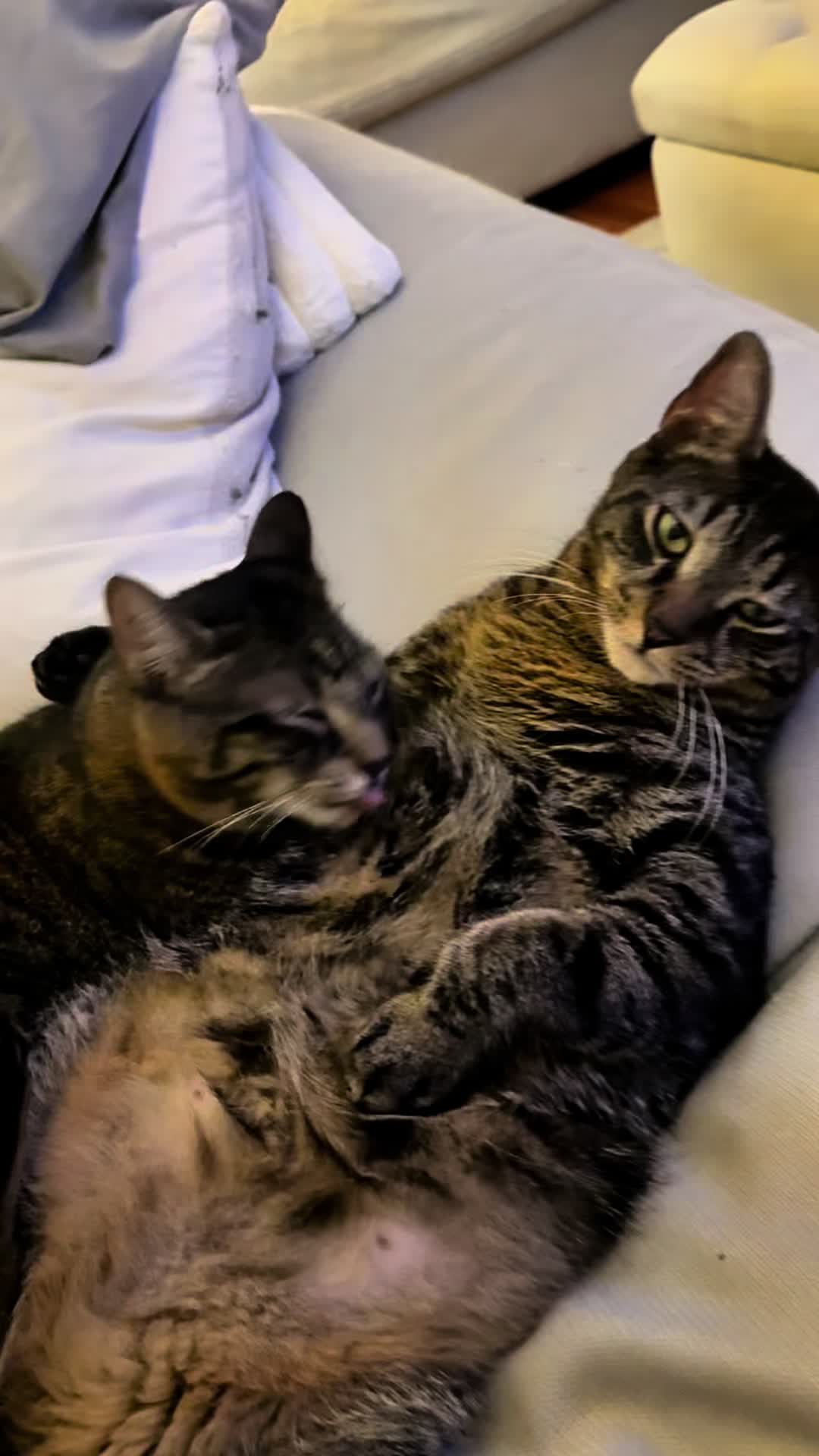 @TailsandWhiskersCo